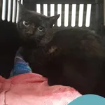 Znaleziono kota, Gdynia, 21 marca 2025