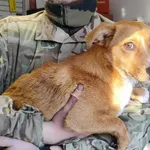 Znaleziono psa, Toruń, 20 marca 2025