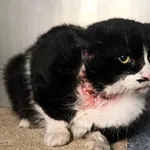 Kot do adopcji, Racławice, 21 marca 2025