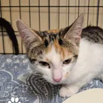 Znaleziono kota, Gdynia, 15 marca 2025