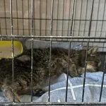 Znaleziono kota, Sosnowiec, 22 marca 2025