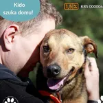 Pies do adopcji, Dąbrówka, 26 marca 2025