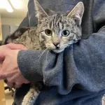 Kocurek poz. 25/117/K