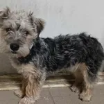 Znaleziono psa, Toruń, 23 marca 2025