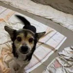 Pies do adopcji, Kraków, 1 marca 2025