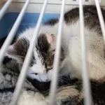 Znaleziono kota, Toruń, 16 marca 2025