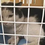 Znaleziono kota, Toruń, 11 marca 2025