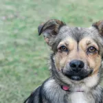 Pies do adopcji, Nowodwór, 26 marca 2025