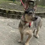 Suczka poz. 25/0160