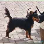 Zaginął pies, Bolesławiec, 27 marca 2025