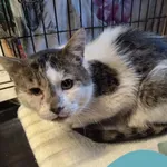 Znaleziono kota, Gdynia, 22 marca 2025