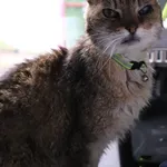 Znaleziono kota, Łódź, 26 marca 2025