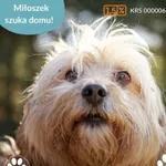 Pies do adopcji, Dąbrówka, 26 marca 2025