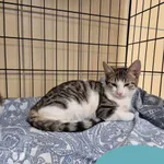 Znaleziono kota, Gdynia, 15 marca 2025