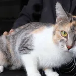 Znaleziono kota, Łódź, 25 marca 2025