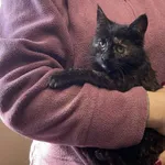 Znaleziono kota, Toruń, 15 marca 2025