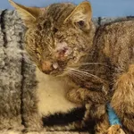 Znaleziono kota, Toruń, 23 marca 2025