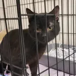 Kocurek poz. 25/115/K