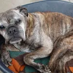 Znaleziono psa, Gdańsk, 27 marca 2025