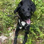 Pies do adopcji, Olsztyn, 27 marca 2025