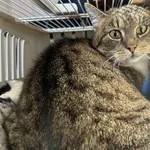 Znaleziono kota, Toruń, 20 marca 2025