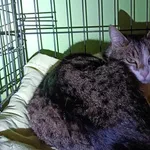 Znaleziono kota, Toruń, 15 marca 2025