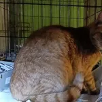 Znaleziono kota, Toruń, 16 marca 2025