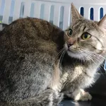 Znaleziono kota, Łódź, 25 marca 2025