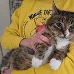 Znaleziono kota, Toruń, 13 marca 2025