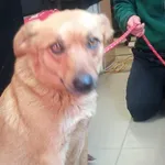 Znaleziono psa, Toruń, 15 marca 2025