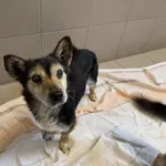 Pies do adopcji, Kraków, 1 marca 2025