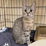 Znaleziono kota, Gdynia, 10 marca 2025