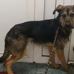 Znaleziono psa, Toruń, 14 marca 2025