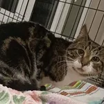 Znaleziono kota, Toruń, 14 marca 2025