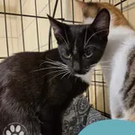 Znaleziono kota, Gdynia, 15 marca 2025