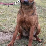 Pies do adopcji, Grudziądz, 11 marca 2025