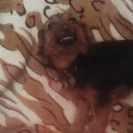 Zaginął pies, Łódź, 27 marca 2025