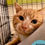 Kot do adopcji, Gdynia, 27 marca 2025