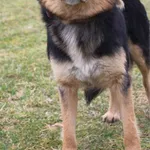 Pies do adopcji, Grudziądz, 11 marca 2025