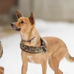 Zaginął pies, Łódź, 28 marca 2025