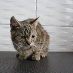 Kot do adopcji, Grudziądz, 21 marca 2025