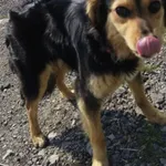 Znaleziono psa, Racławice, 22 marca 2025