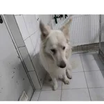 Znaleziono psa, Białystok, 23 marca 2025