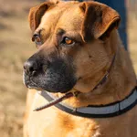 Oddam psa, Warszawa, 29 marca 2025