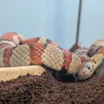 Znaleziono węża - lancetogłowa meksykańskiego