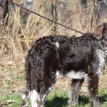 piesek JEŻYK w DT z opcją DS