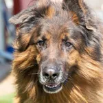 Pies znaleziony w Głuchowie, gm. Komorniki