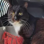 Kocurek poz. 25/134/K