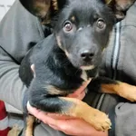 Znaleziono psa, Sosnowiec, 27 marca 2025