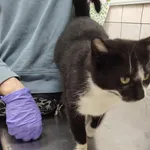 Znaleziono kota, Toruń, 27 marca 2025